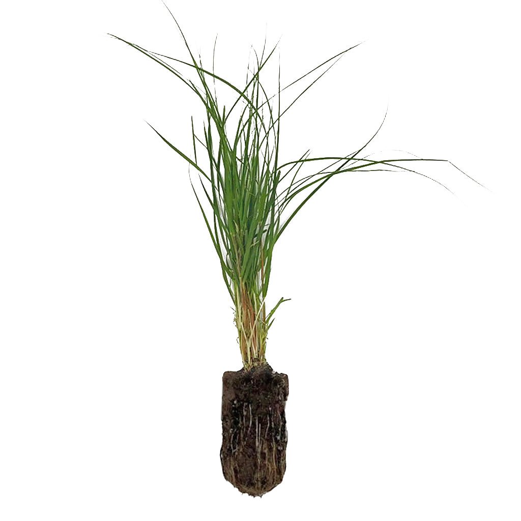 Single UC Verde Buffalograss plug showing roots and crown before planting