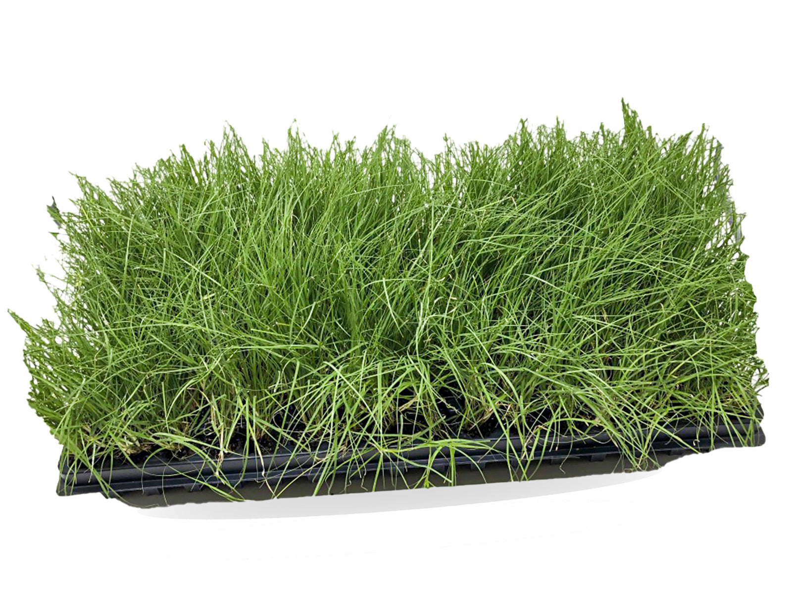 UC Verde Buffalograss plugs in nursery tray before installation